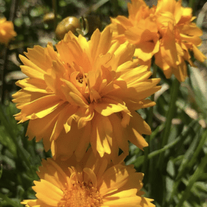 Bright yellow flowers blooming in sunlight.
